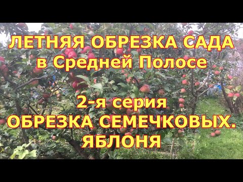 Видео: ЛЕТНЯЯ ОБРЕЗКА САДА. 2-я СЕРИЯ. КОГДА, КАК И ПОЧЕМУ ОБРЕЗАЕМ ЯБЛОНИ