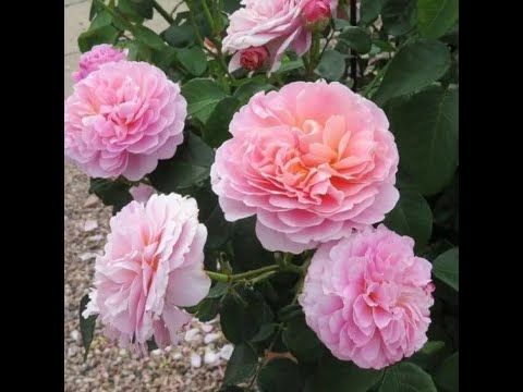 Видео: Розы Wildeve и Eustacia Vye. Розы Остина. Что в имени твоем?! Часть 44.