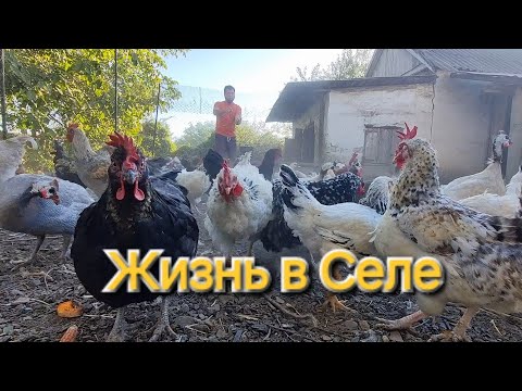 Видео: Загородная Жизнь: Куры сходят с ума😱