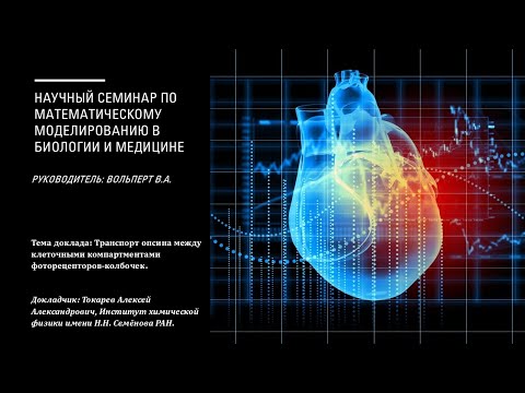 Видео: Токарев А.А. - Транспорт опсина между клеточными компартментами фоторецепторов-колбочек.