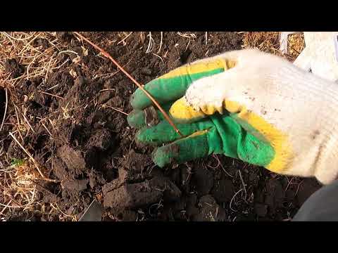 Видео: Честный обзор Голд ХантерВ75 второй день копа...