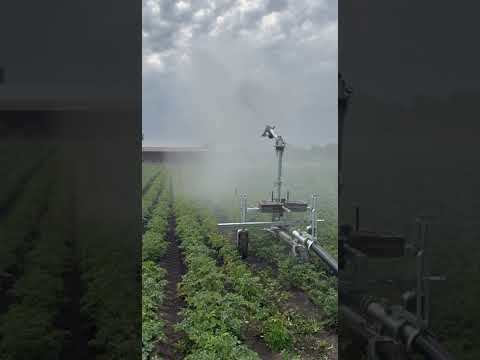 Видео: Зрошення картоплі пушкою #casella #зрошення #полив