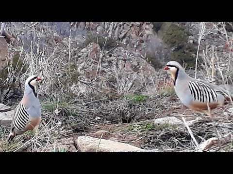 Видео: 10 НОЯБР ШИКОРИ ШЕРКА👍👍👍👍💥💥💥