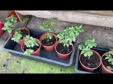 Видео: Азалии в Деревеньке. Условия содержания и выращивания. N.B.! Кислый грунт!