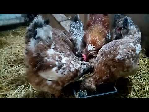 Видео: Утреннее кормление кур, обзор хозяйства!!!