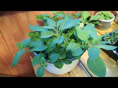 Видео: Наглядно Показываю, Когда и Как Обрезать ВЕРХУШКУ у Петунии, а Когда Оставить