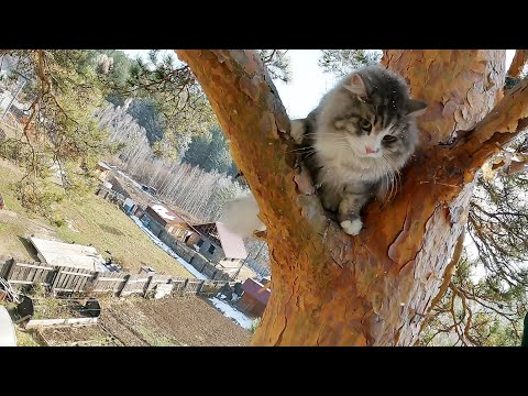 Видео: 5 суток отсидки на дереве