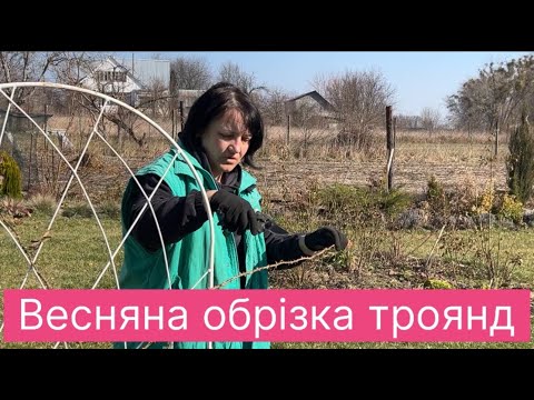 Видео: Особливості обрізки різних видів троянд ✂️