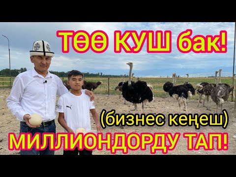 Видео: ТӨӨ КУШ багуу менен МИЛЛИОНДОРДУ тапса болот  || Ээси: 0502 94 42 42, 0501 22 04 83