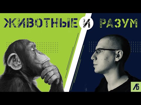 Видео: Есть ли сознание у животных и чем оно отличается от человеческого?
