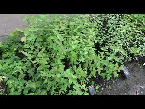 Видео: О саженцах жимолости