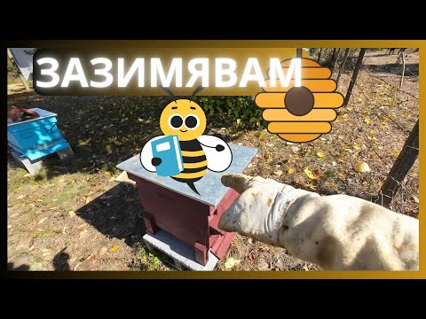Видео: ЗАЗИМЯВАНЕ НА ПЧЕЛИТЕ
