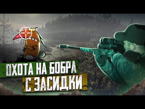 Видео: Охота на бобра из засидки