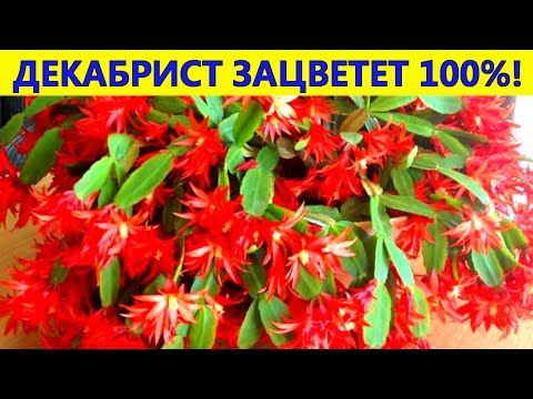 Видео: ДЕКАБРИСТ НЕ ЦВЕТЕТ? Сделайте так и он обязательно зацветет.