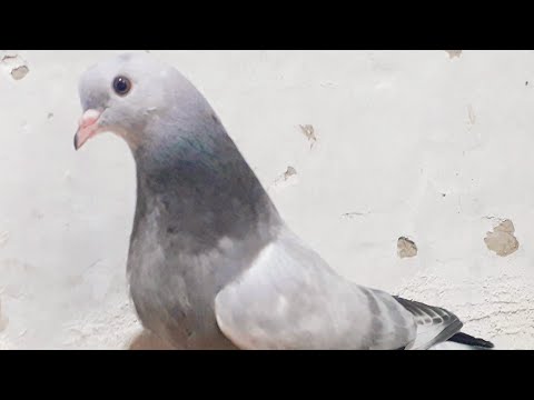 Видео: Турецкая такла г Самарканд 1 день тренеровок 07.04.23