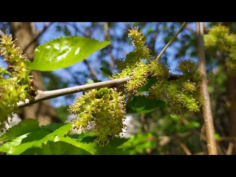 Видео: Почему шелковица не плодоносит? Шелкун