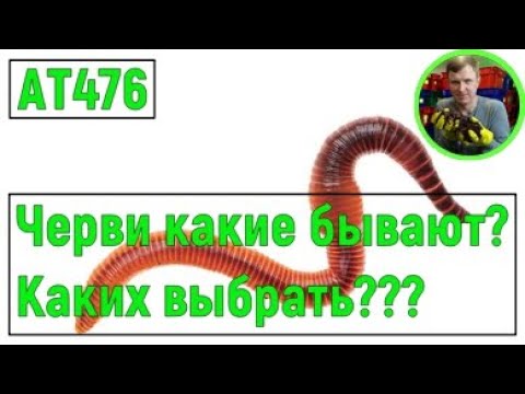 Видео: АТ476 червей каких выбрать какую породу Тигретта Чёрный принц Дендробена ККЧТ или Старатель ат476