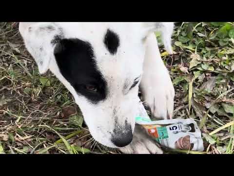 Видео: Еще одна бездомная «домашняя» самка была отловлена и стерилизована. 