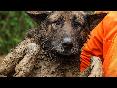 Видео: Пёс барахтался в болоте, не в силах выбраться... То, что держало его под водой — ужаснуло всех..