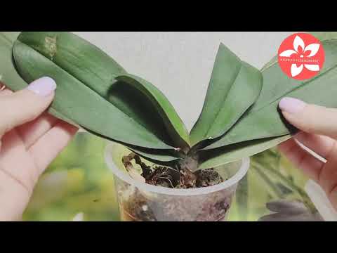 Видео: Пересадка орхидеи с гнилыми корнями