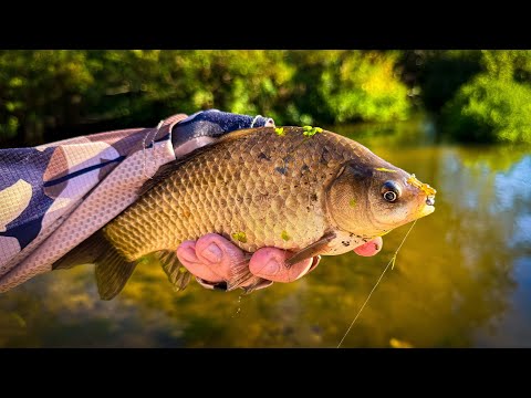 Видео: ✅ ЦЕЛЬ ВЫПОЛНЕНА - Я ЕГО ВЗЯЛ!! / МОРМЫШИНГ на РУЧЬЕ