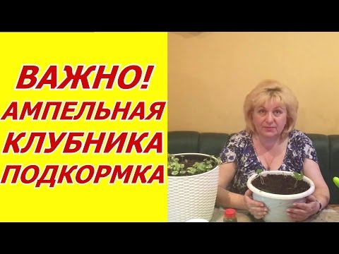 Видео: Ампельная клубника . Особенности подкормки .