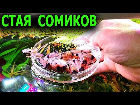 Видео: Запустил стаю сомиков в травник!