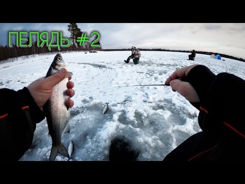 Видео: ПЕЛЯДЬ - НЕРЕАЛЬНЫЙ ВЕЧЕРНИЙ КЛЁВ #зимняярыбалка #первыйлёд #пелядь #окунь #рыбалка #сибирь #сиг