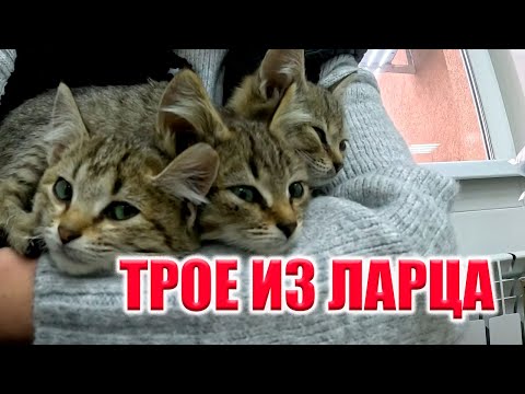 Видео: "ЗАБЕРИ ИЛИ Я ИХ УБЬЮ" С ТАКИМИ СЛОВАМИ НАМ ВНАГЛУЮ СПИХНУЛИ КОТЯТ!...НАМ НУЖЕН ДОМ...!!