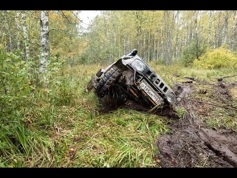 Видео: Вепсский лес 2025