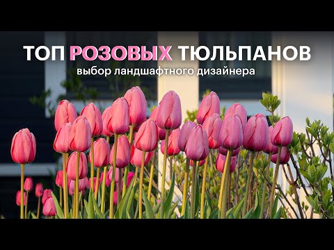 Видео: Розовые тюльпаны. Сравнительный обзор моих любимых сортов