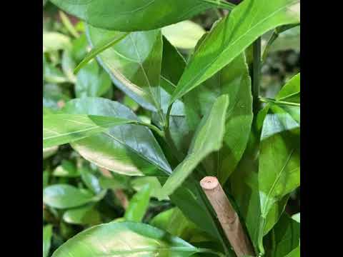 Видео: Мандарин Окитсу и Овари