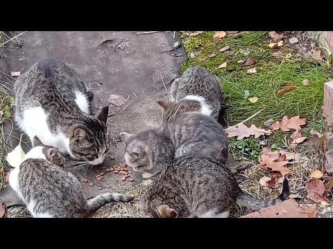 Видео: Пришли коты обедать. Тверская область.