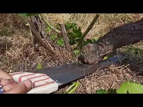 Видео: Пайванди ниҳолҳои сармозадаи ангур,дар н.Варзоб маҳаллаи Даҳана.