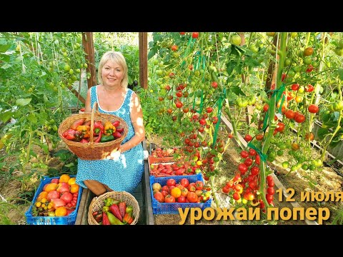 Видео: СЕКРЕТЫ БОГАТОГО УРОЖАЯ. Удобрение от вершинной гнили ПЕРЦА и ТОМАТОВ.Обработки от вредителей