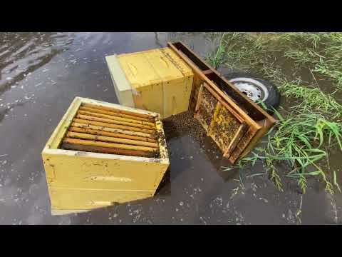 Видео: Последствия урагана на пасеке, пчелы погибли