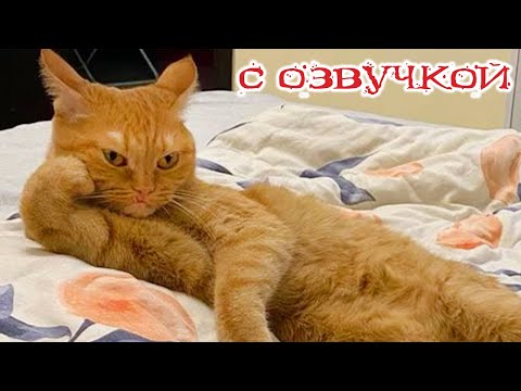 Видео: Приколы с котами! С ОЗВУЧКОЙ - Лучшие приколы с животными! Смешные коты и собаки!