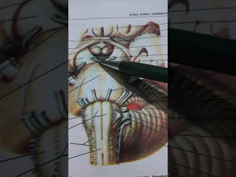 Видео: Артқы ми. Көпірдің құрылысы.