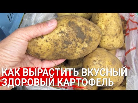 Видео: Как вырастить вкусный здоровый картофель