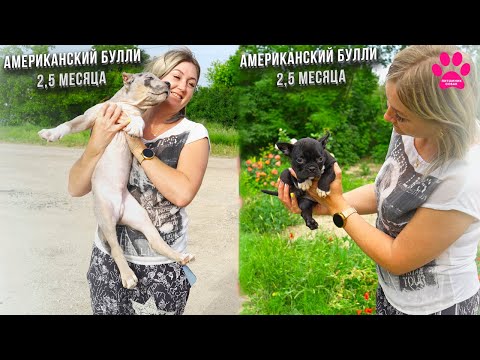 Видео: Такие разные АМЕРИКАНСКИЕ БУЛЛИ: XL, XXL, Экзот, Микро! Щенки Кинга и Пупса! Большие и маленькие!