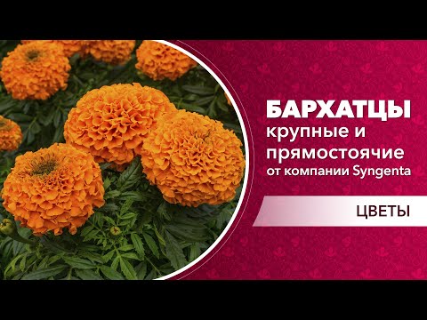 Видео: Бархатцы – крупные прямостоячие виды