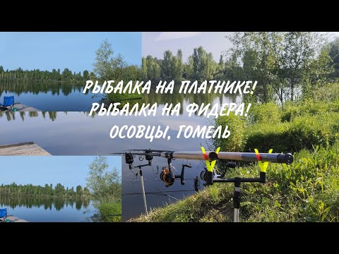 Видео: Рыбалка на платнике! Рыбалка на фидера! поймал рыбу! Осовцы Гомель