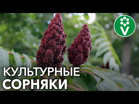 Видео: НЕ САЖАЙТЕ ЭТИ РАСТЕНИЯ! Они заполонят ваш сад хуже сорняков