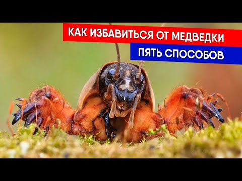 Видео: ПЯТЬ СПОСОБОВ - КАК ИЗБАВИТЬСЯ ОТ МЕДВЕДКИ