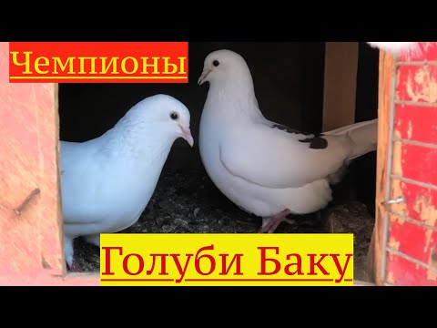 Видео: Бакинские голуби Хагани в Баку (Романы)!