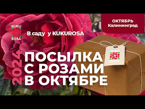 Видео: Посылка с розами 🌹 для KUKUROSA из питомника Бутримовых в октябре!