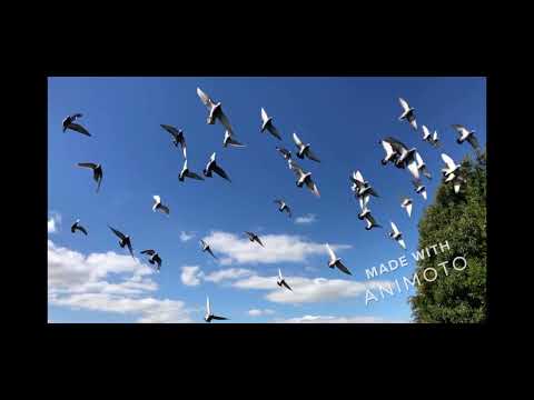 Видео: Здравствуй, Родина!