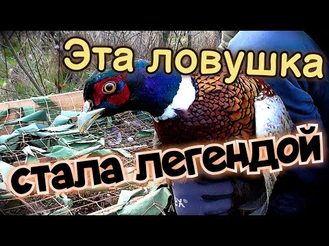 Видео: ПРОСТО но ЭФФЕКТИВНО! Ловушка на ФАЗАНА. НЕВЕРОЯТНЫЙ трофей! Охота БЕЗ ружья.