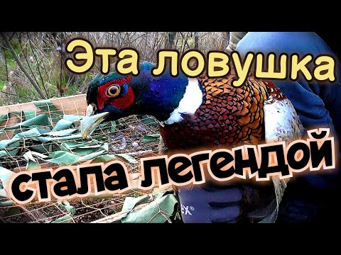 Видео: Это ЛУЧШАЯ ЛОВУШКА на ФАЗАНА. НЕВЕРОЯТНЫЙ трофей! Охота БЕЗ ружья.