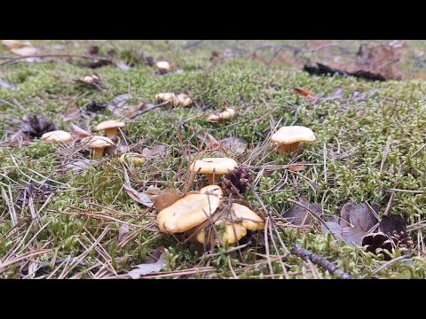 Видео: боровики и лисичка в лесу есть и черники много